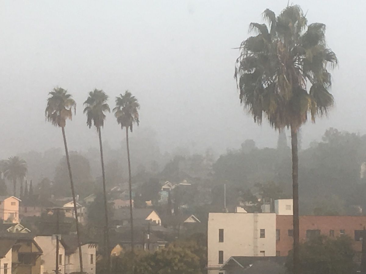 Fog and palms in Echo Park